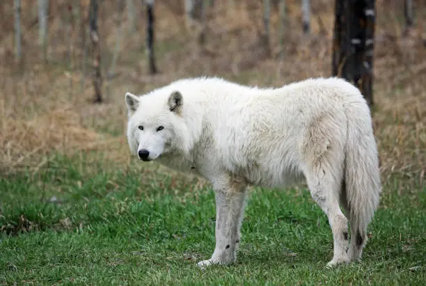 Photo of White arctic Wolfdog