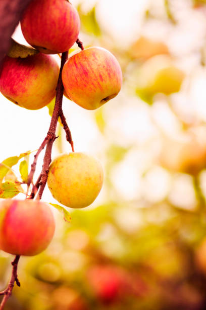 branche d’arbre automne apple avec fruits - vibrant color outdoors tree autumn photos et images de collection