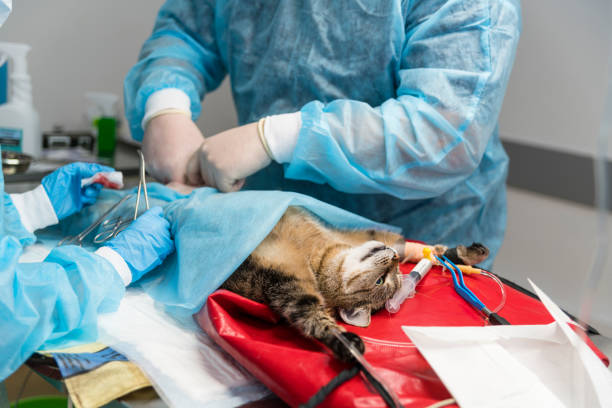 la cirugía en la clínica veterinaria. el equipo de dos médicos veterinarios, el hombre, cirujano y la mujer, enfermera, guarda el gato en la sala de operacion. - sewing stitches thread surgery fotografías e imágenes de stock