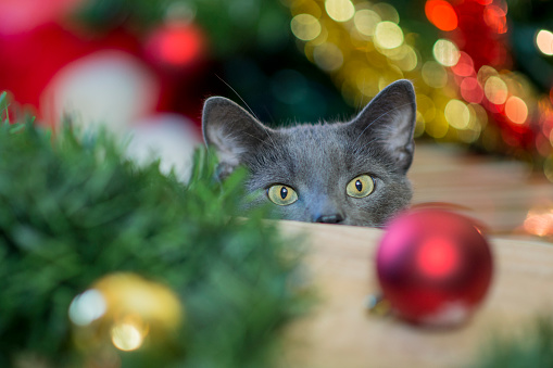 Curious grey cat peeking over a wooden table at the ornaments that will go on the Christmas tree when decorating.