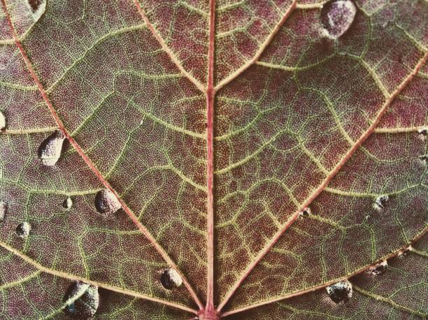 istock Close up of leaf and water drops background 1060669608