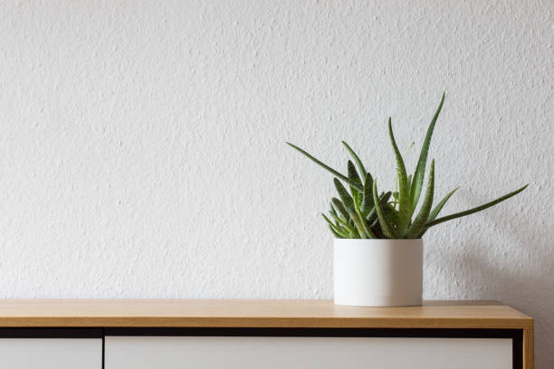 Modern living, succulent on sideboard Agave in white pot on modern wooden sideboard sideboard photos stock pictures, royalty-free photos & images