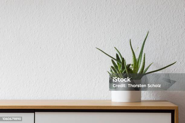 Modern Living Succulent On Sideboard Stock Photo - Download Image Now - Sideboard, Wall - Building Feature, Flower