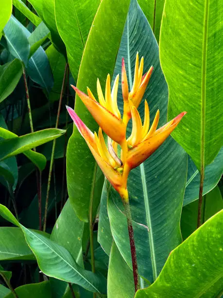 Colorful Bird of Paradise tropical with big green palm leaves