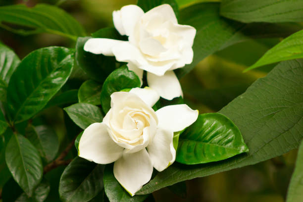 istock Gardenias flower 1060690954