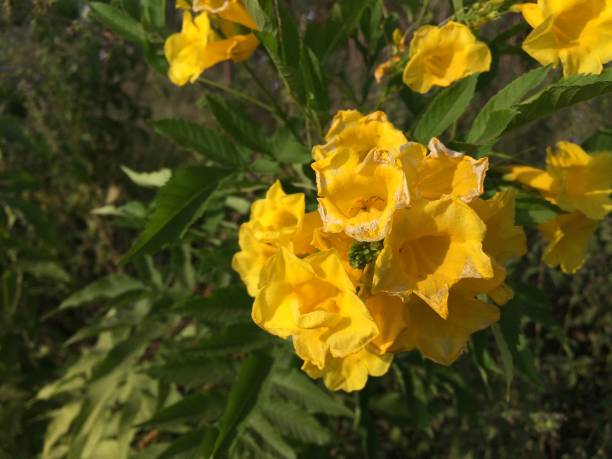 istock Wild gorgeous flowers 1060692254