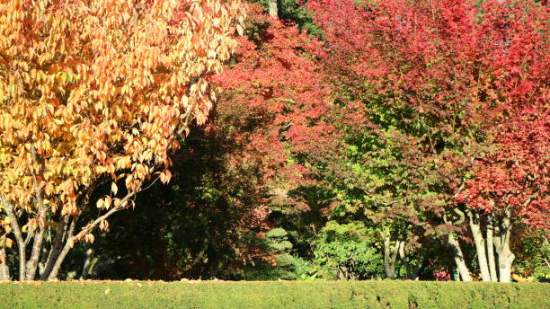 istock Autumn trees in Hope, British Columbia 1060694812