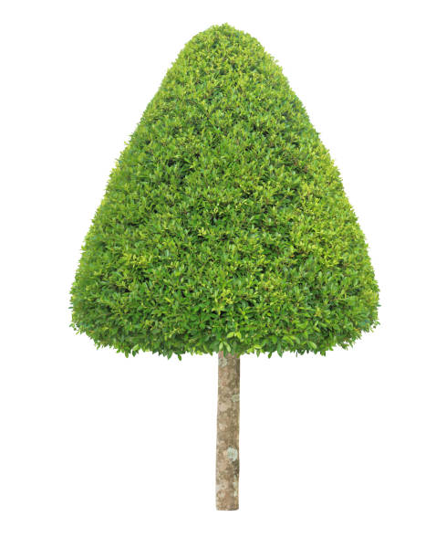 istock Triangle shape trimmed topiary tree isolated on white background for formal Japanese and English style artistic design garden 1060699254