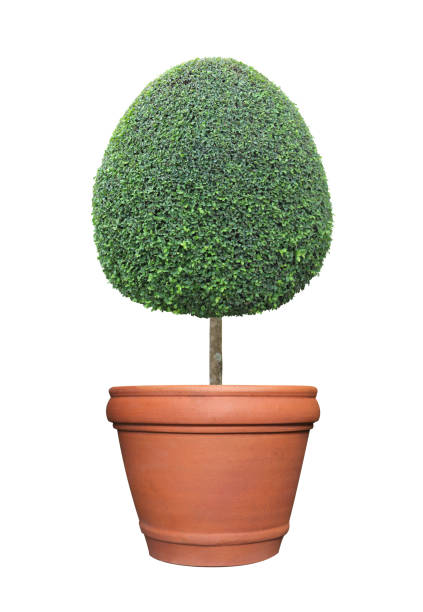 istock Oval egg shape clipped topiary tree in terracotta clay pot container isolated on white background for formal Japanese and English style artistic design garden 1060699290