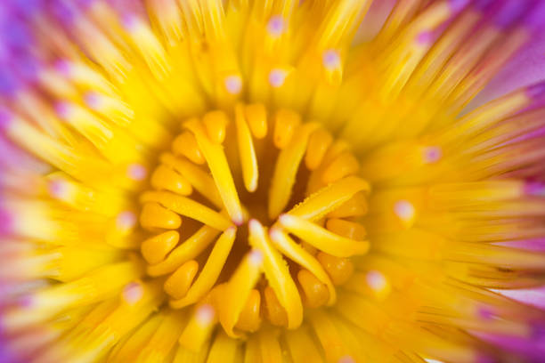 Soft focus of purple lotus macro shot for abstract background