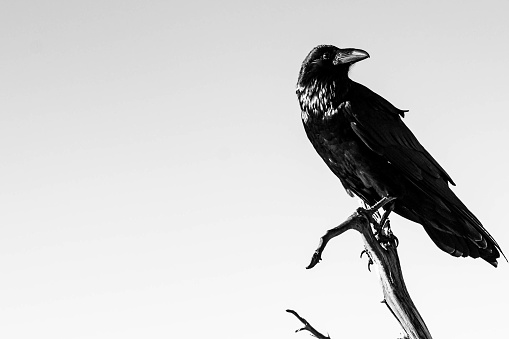 Black and white picture of beautiful raven standing on the branch