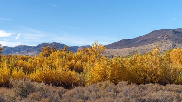 istock Autumn Nevada landscape with yellow leaves and a cloudy sky. 1060709508