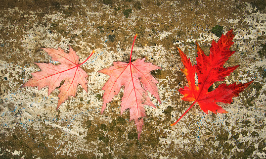 Three red leaf lies on a wet road. Autumn background