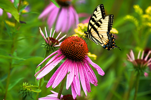 Close-Up of Western Tiger Swallowtail Butterfly on Pink Conrflower in summer with Selective Focus