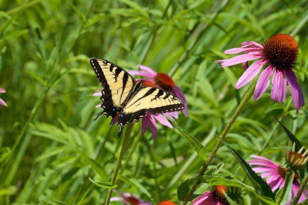 istock Western Tiger Swallowtail Butterfly in Angle View 1060712508