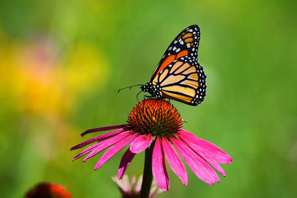 istock Monarch Butterfly on Flower Close-Up 1060712512