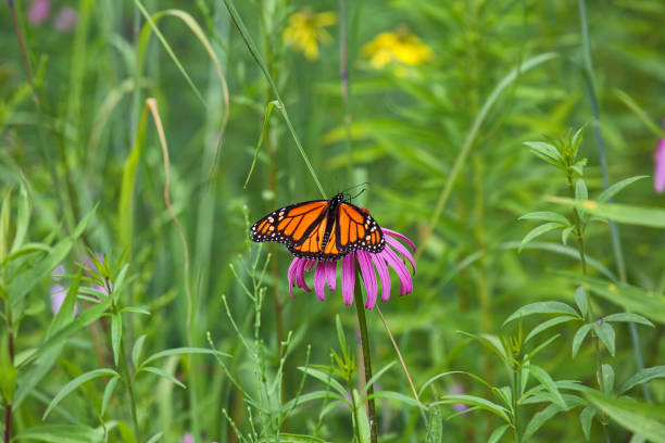 istock Monarch Butterfly on Flower Close-Up 1060712534