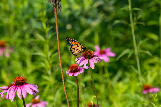 istock Monarch Butterfly on Flower Close-Up 1060712548