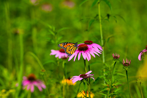 Painted lady on butterfly bush in a Connecticut state forest, late summer. One of the most widely distributed butterflies in the world.