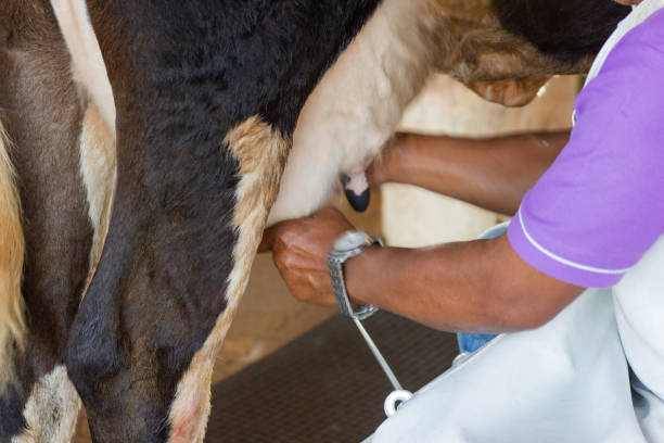 istock Motion image man hand milking a cow by hand 1060712726