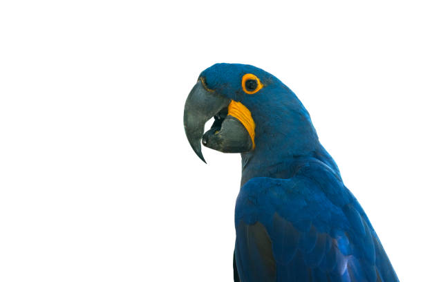 istock Closeup Hyacinthine Macaw isolated on white background 1060716010