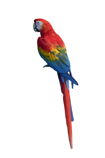 istock Scarlet macaw isolated on white background 1060716040