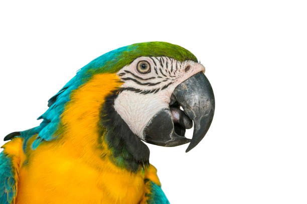 istock Blue and gold macaw isolated on white background 1060716066