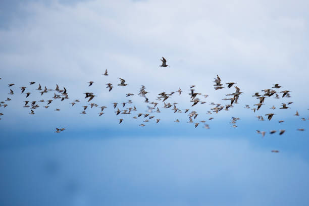 istock A flock of shorebirds 1060716068
