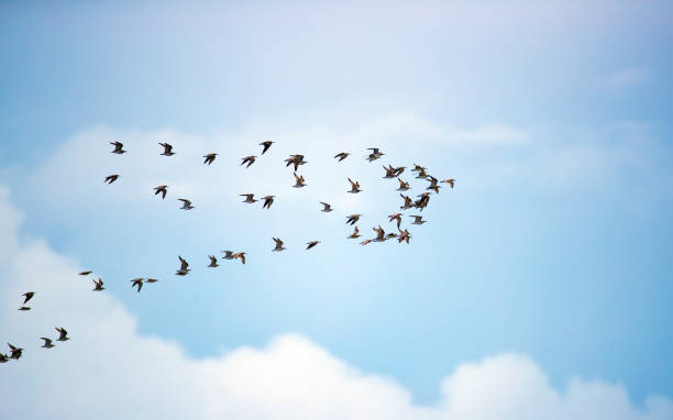 istock A flock of Eurasian curlew 1060716072