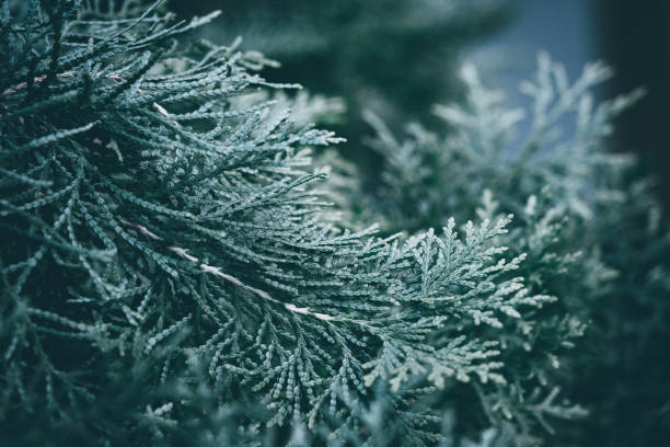 istock Christmas background. Green fir tree. 1060723340