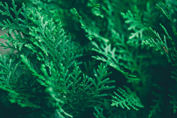 istock Christmas background. Green fir tree. 1060723504