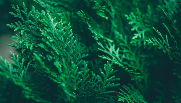 istock Christmas background. Green fir tree. 1060723506
