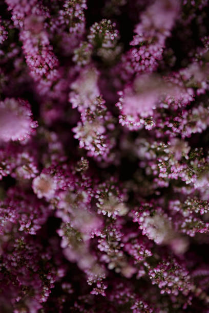 розовый вереск цветок куст фон - 7963 стоковые фото и изображения