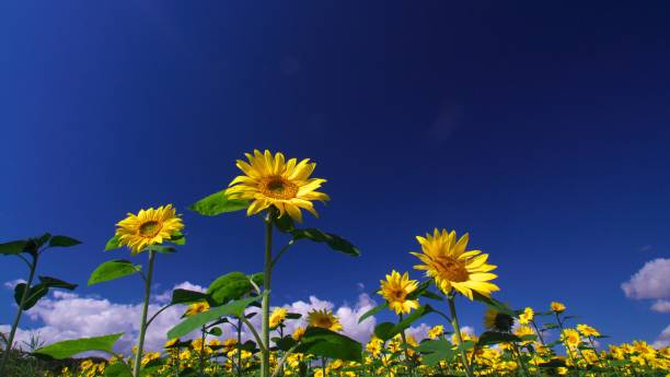 istock Sunflower field in full bloom 1060729758
