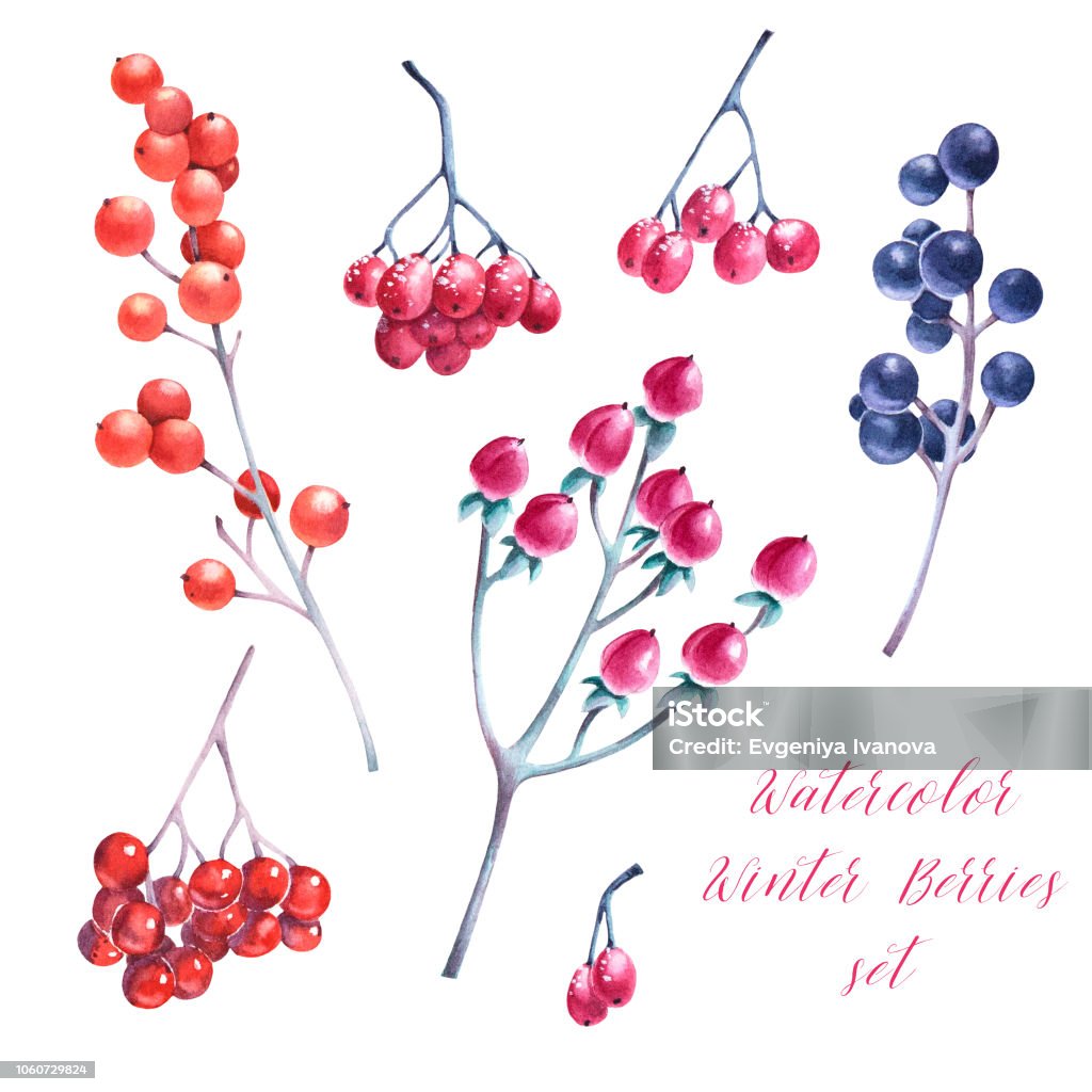 Winter Berry Watercolor Illustrations