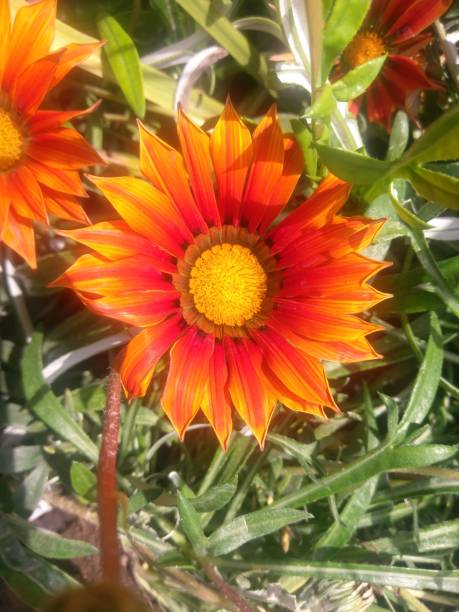 istock Beautiful Nature Gardens 1060734350