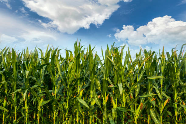 istock The corn plant in the field 1060740944