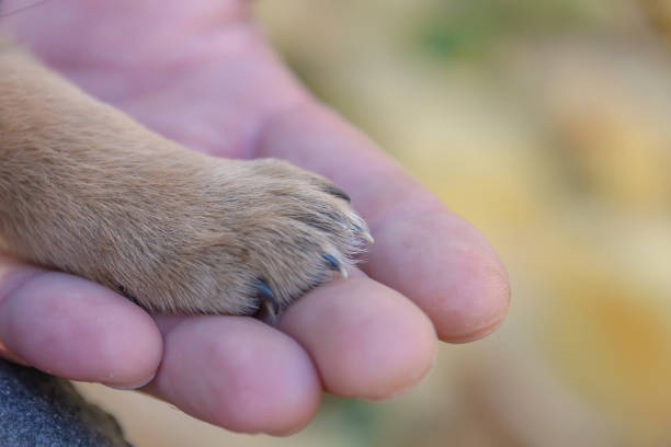 istock puppy paws on a man's hand 1060742856