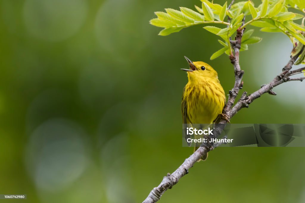 Yellow Warbler A Yellow Warbler sings its song on a summer morning in South-central, Alaska. Bird Stock Photo