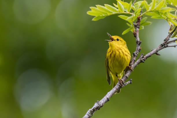 Yellow Warbler A Yellow Warbler sings its song on a summer morning in South-central, Alaska. songbird photos stock pictures, royalty-free photos & images