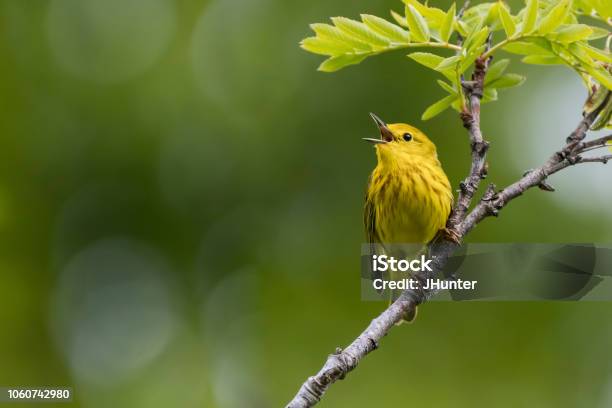 Yellow Warbler Stock Photo - Download Image Now - Bird, Songbird, Tree