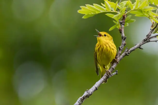 A Yellow Warbler sings its song on a summer morning in South-central, Alaska.