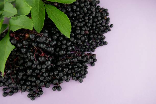 istock Elderberry. elderberry ( Sambucus ).Elderberry berries bunch on a light lilac background.Fresh fruit black elderberry. Harvest, food. 1060749190