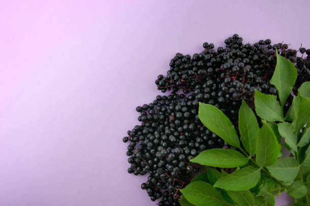 Elderberry. elderberry ( Sambucus ).Elderberry berries bunch on a light lilac background.Fresh fruit black elderberry.
