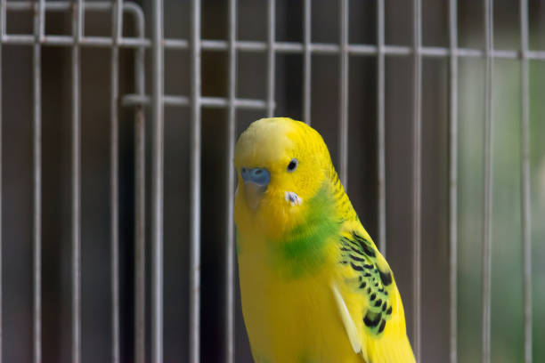 istock Yellow parrot in a cage 1060750886