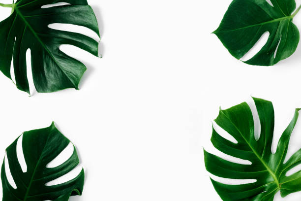 istock Frame tropical leaves Monstera white background top view flat lay 1060757290