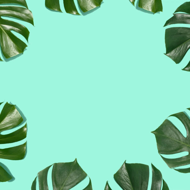istock Frame tropical leaves Monstera pastel background top view flat lay 1060757300