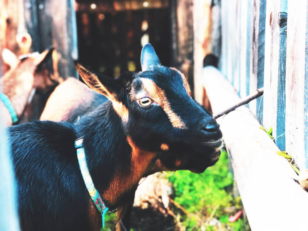 istock Goats in a farm 1060757582