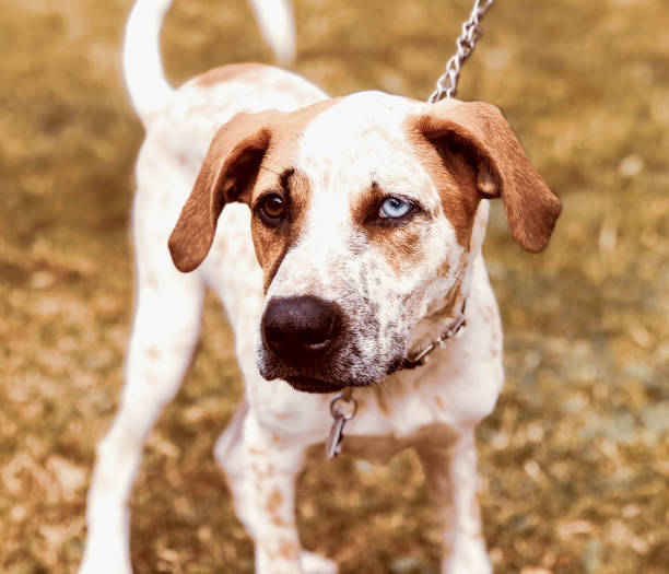 istock Dog on a leash with his owner 1060759128