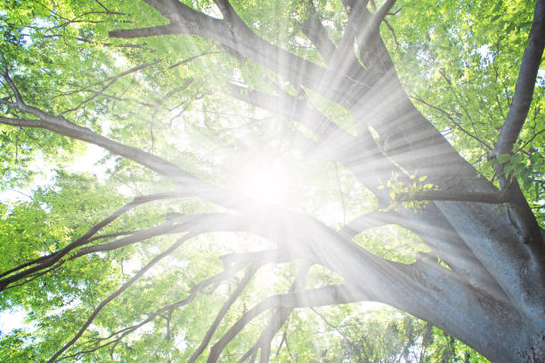 istock Fresh green leaves and sunshine 1060759180